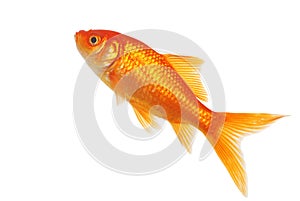 Isolated Gold Fish