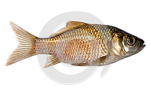 Isolated golden crucian carp