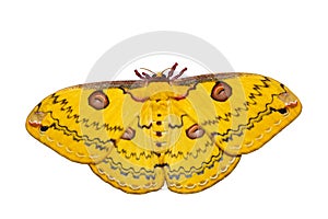 Isolated Golden Emperor Moth