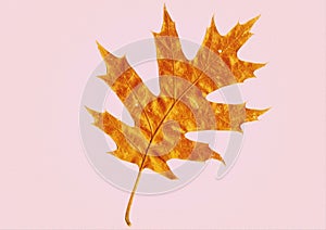 Oak leaf