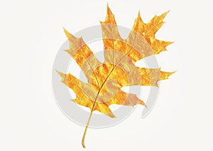 Oak leaf