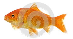 Zlatá rybka 