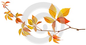 Isolated grape autumn yellow and red leaves on wild vine branch on white background