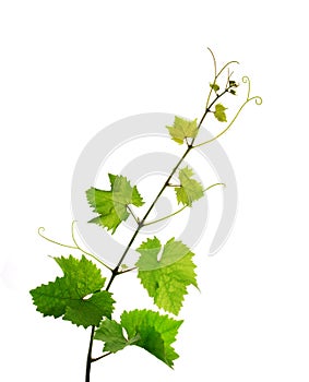 Isolated grapevine branch