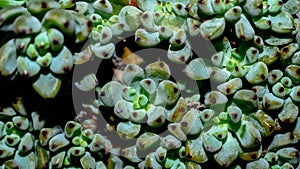 Isolated Graptopetalum pachypillum clump form on black background.