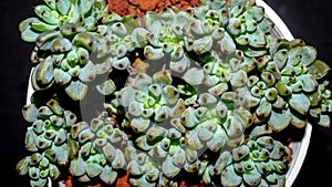 Isolated Graptopetalum pachypillum clump form on black background.