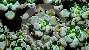 Isolated Graptopetalum pachypillum clump form on black background.