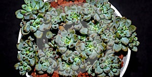 Isolated Graptopetalum pachypillum clump form on black background.