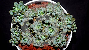 Isolated Graptopetalum pachypillum clump form on black background.