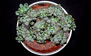 Isolated Graptopetalum pachypillum clump form on black background.