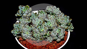 Isolated Graptopetalum pachypillum clump form on black background.