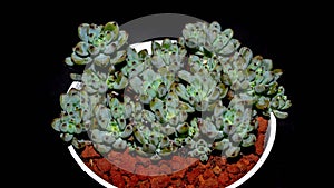 Isolated Graptopetalum pachypillum clump form on black background.