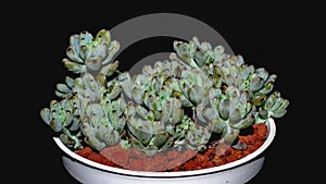 Isolated Graptopetalum pachypillum clump form on black background.