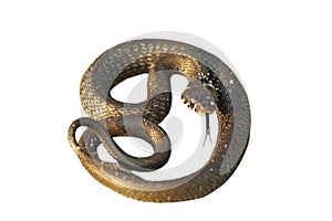 Isolated grass snake