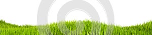 Isolated grass on a white background, 3d illustration. Grass texture for the background, 3d rendering. A green lawn