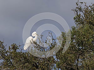 Great Egret Posing in the Treetop