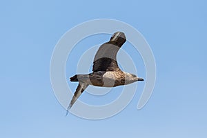 Isolated great skua stercorarius skua flying in blue sky