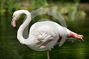 Isolated Greater Flamingo standing with a natural background