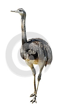 Isolated greater rhea