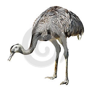 Isolated greater rhea