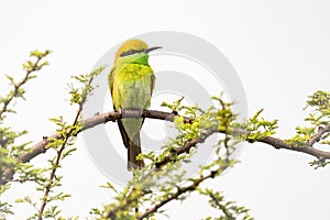 Isolated Green Bee Eater perched in the wild in close up view in an Indian forest