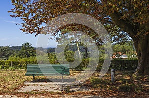 An isolated green bench surrounded by the trees and the nature.