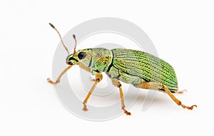 Isolated Green Bug photo