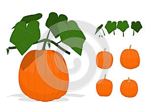 Isolated green components of pumpkins on transparent background