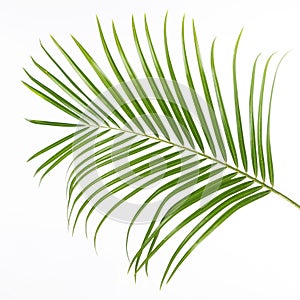 Isolated green fern leaf, white background