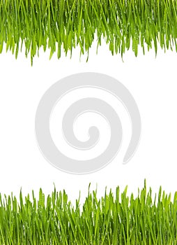 Isolated Green Fresh Grass with water drops on white background -from Top And Bottom