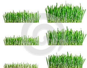 Isolated green grass growing different phases