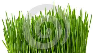 Isolated green grass sprouts on white background