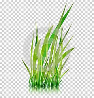 Green grass, vector illustration