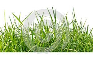 Isolated green grass on a white background,Close up