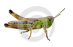 Isolated green grasshopper closeup