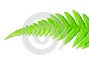 Isolated green leaf