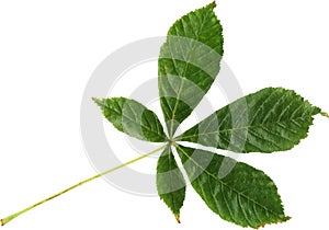 Isolated green leaf of chestnut