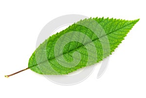 Isolated green leaf