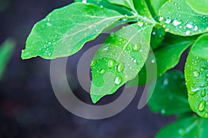 Isolated Green Leaf with Waterdrops