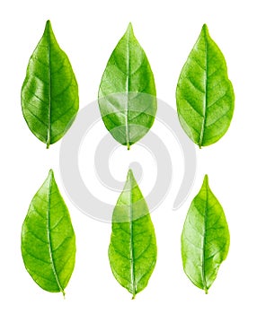 Isolated green leaf