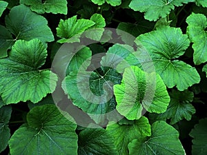 green leaves of rhubarb