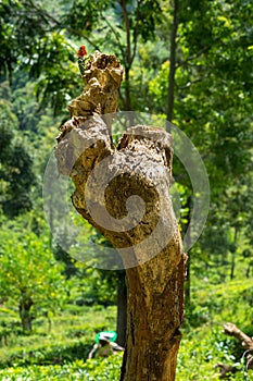 Isolated Green lizard with red head on a tree stump. Ella, Sri Lanka