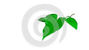 Isolated green long pepper leaves with clipping paths on white background