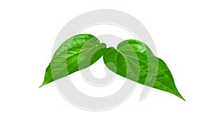 Isolated green long pepper leaves with clipping paths on white background