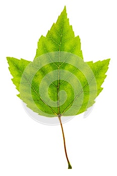 Isolated green maple leaf