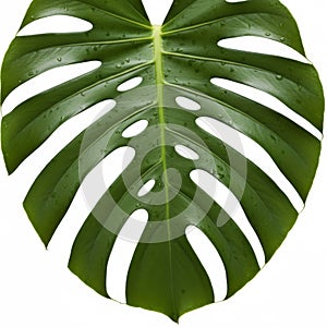 Isolated Green Monstera Leaf on White Background Close Up Studio Shot