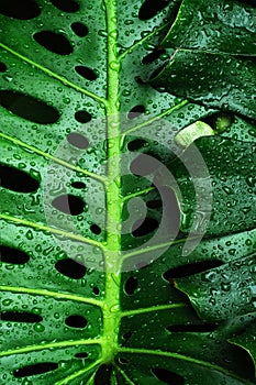 Isolated green natural monstera leaf in raindrops