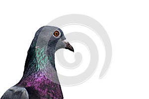 isolated green necked feral pigeon bird close up view