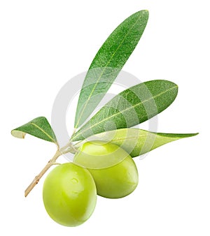 Isolated green olives on a branch