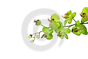 Isolated Green Orchid